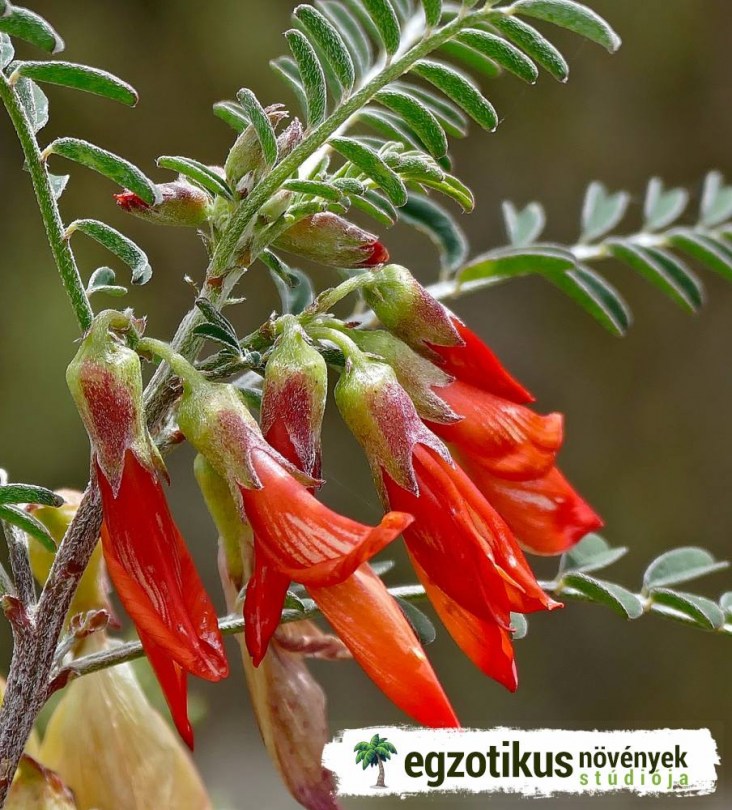 Piros léggömbborsó, Lessertia frutescens ssp. Frutescens syn. Sutherlandia frutescens, etnobotanika